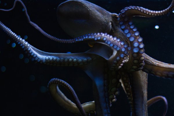 Kraken market зеркала
