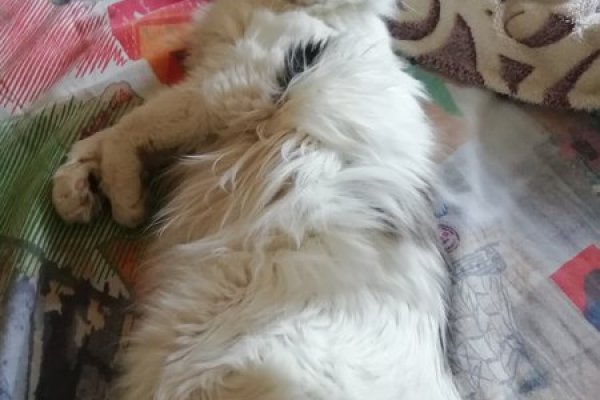 Актуальное зеркало на кракен